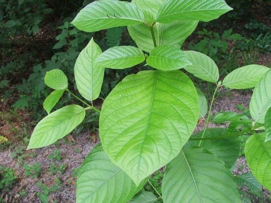Healthy Green Kratom Plants