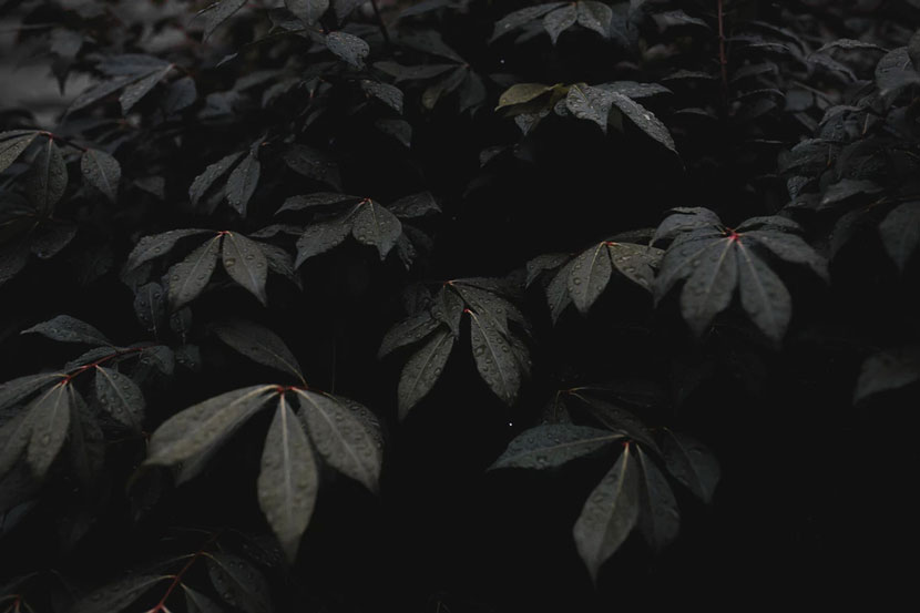 Dark Leaves