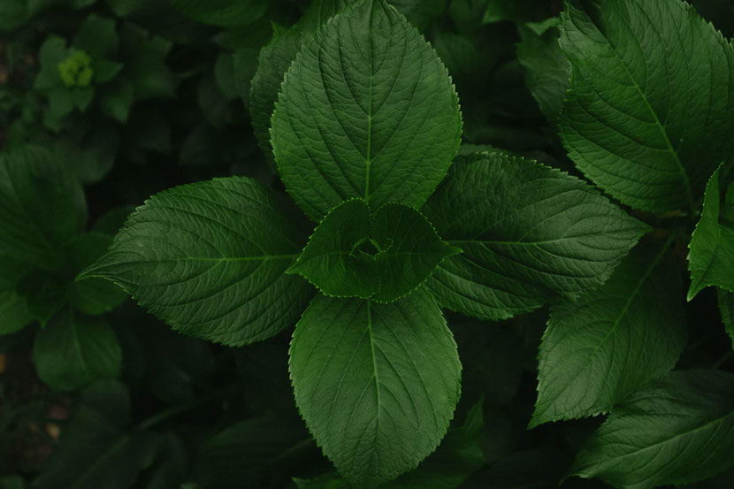 Deep Green Leaves