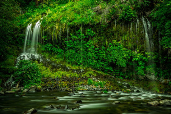 Deep in the Forest