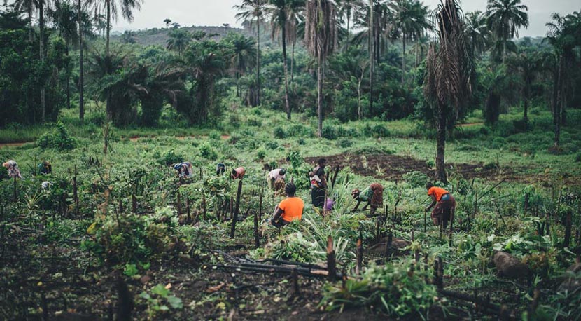 Farmers working against a backdrop of palm trees and forest