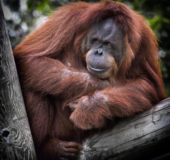 An orangutan sitting in a tree