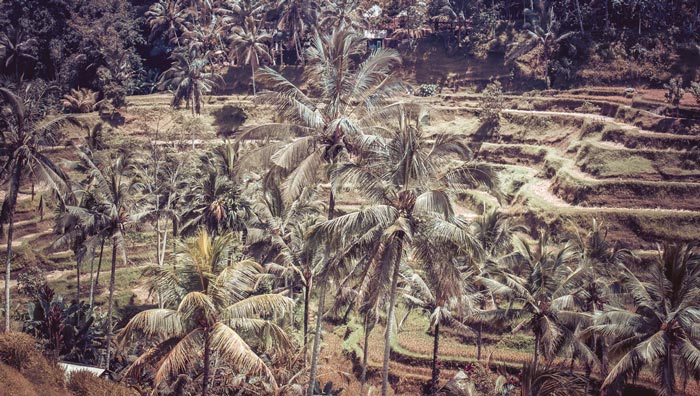 Rice fields nestled against a vibrant jungle in Bali