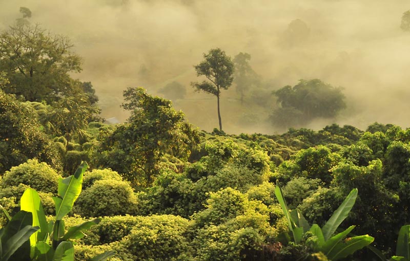 A fog rises over a Thai rainforest