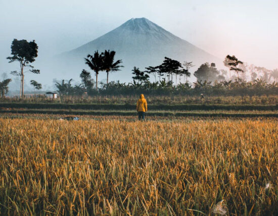 A grass field with a forest and mountain rising in the background