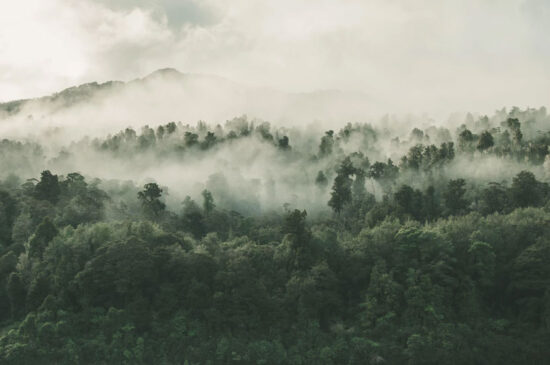 Fog rising over a rainforest