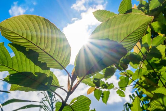 What is Yellow Kratom