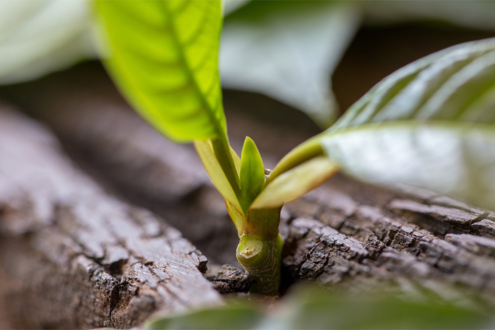 A kratom tree begins to sprout new, green growth