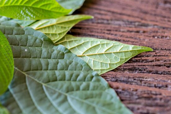 Edible Tree Leaves