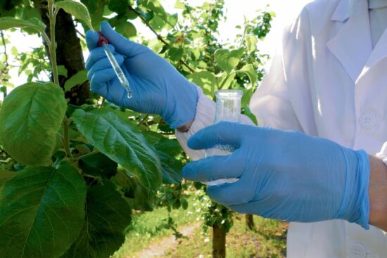 A researcher tests kratom leaves for peak maturity