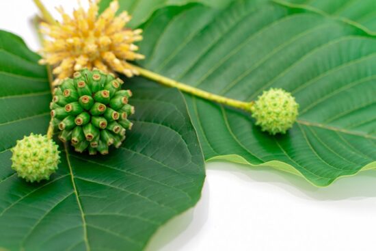 Kratom Seed pods