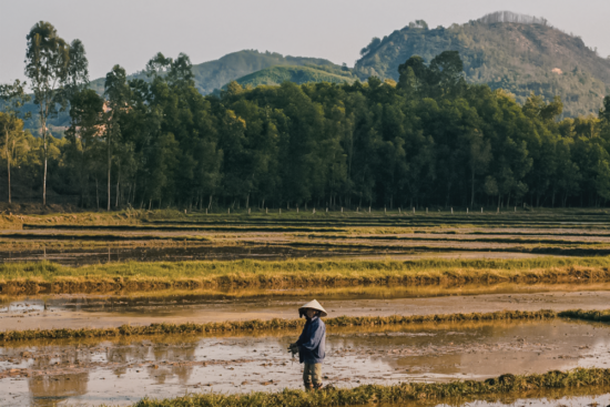 Vietnam Kratom