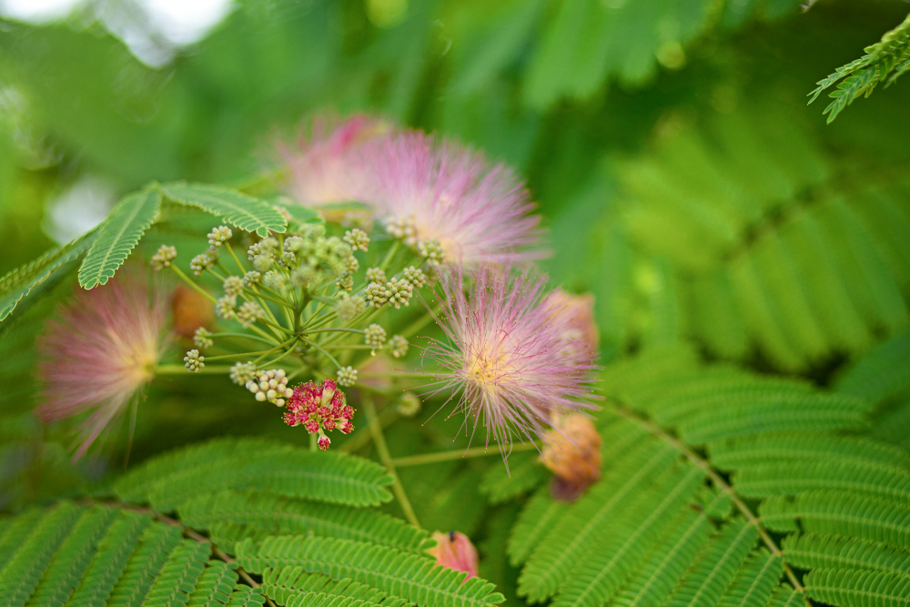 A flowering Mimosa Hostilis tree