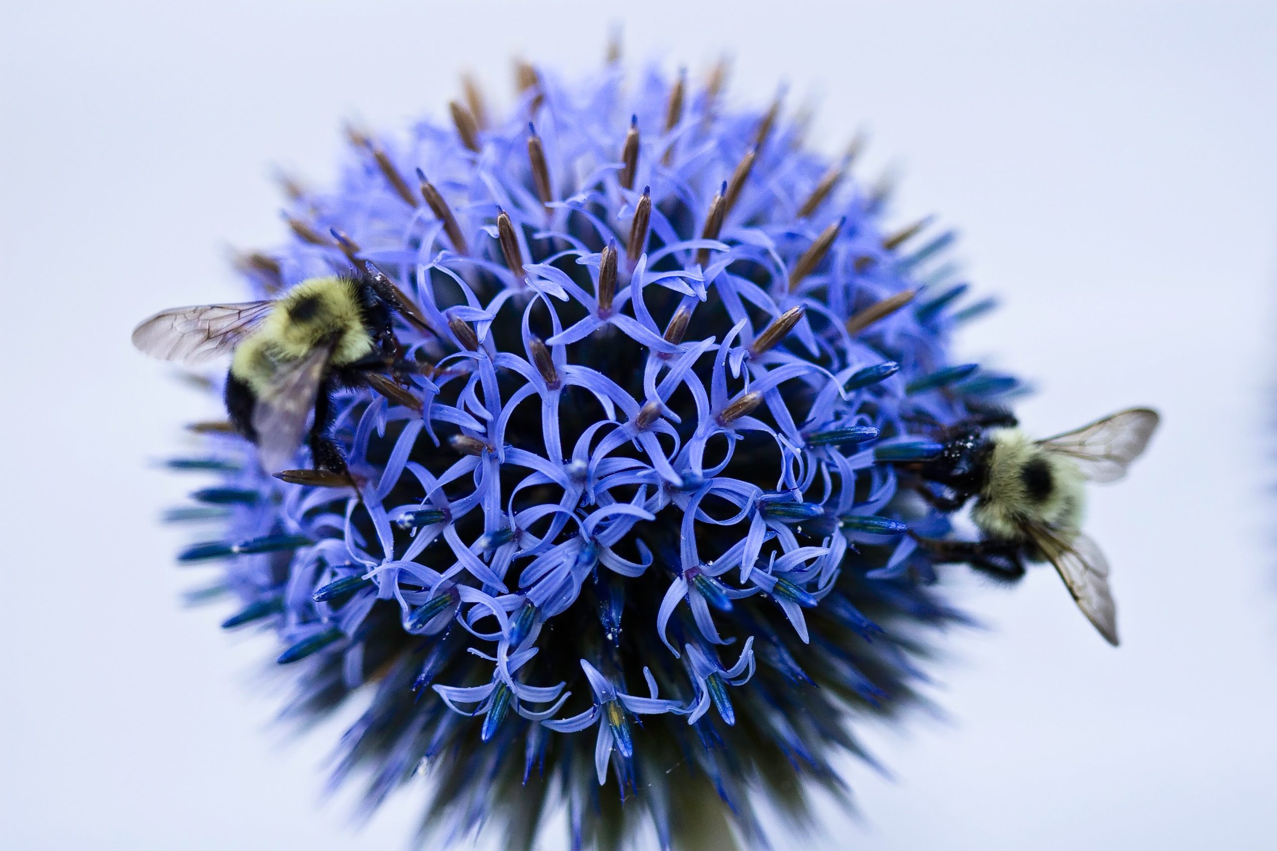 Bees pollinating a flower
