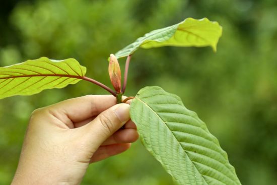 A person holding a budding kratom plant, signifying coevolution