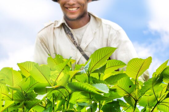 An eco-farmer looking at his eco-friendly crops, like kratom!