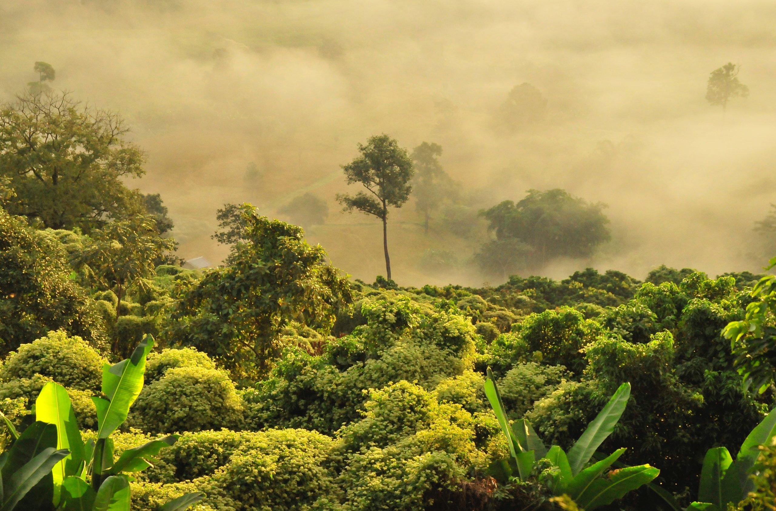 Southeast Asian jungle in Thailand