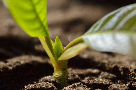 Kratom Fertilizer