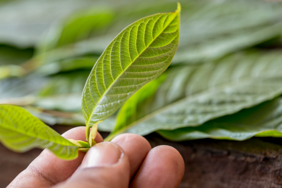 A hand holds a cluster of green kratom leaves