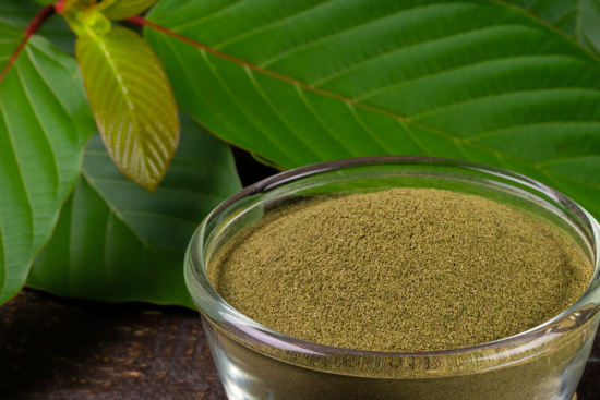 A bowl of finely-ground kratom powder in front of whole kratom leaves