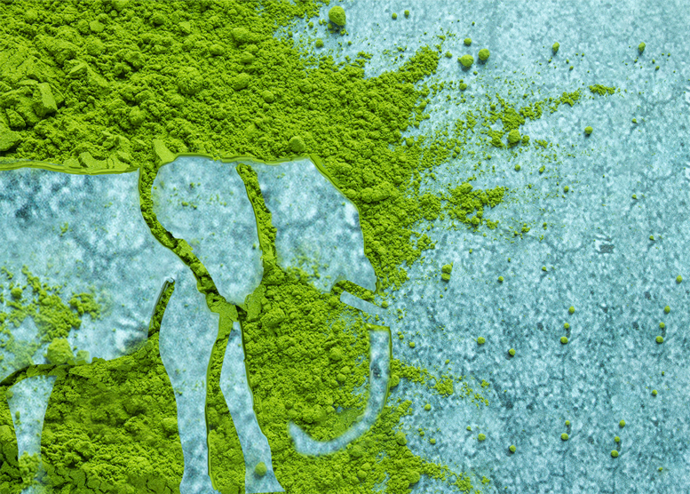 Elephant Kratom Strains