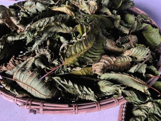 Dried Mitragyna speciosa or Kratom Leaf used for herbal tea and Kratom Spot products