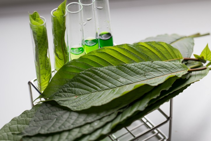 What Is Mitragynine? Kratom’s Primary Alkaloid