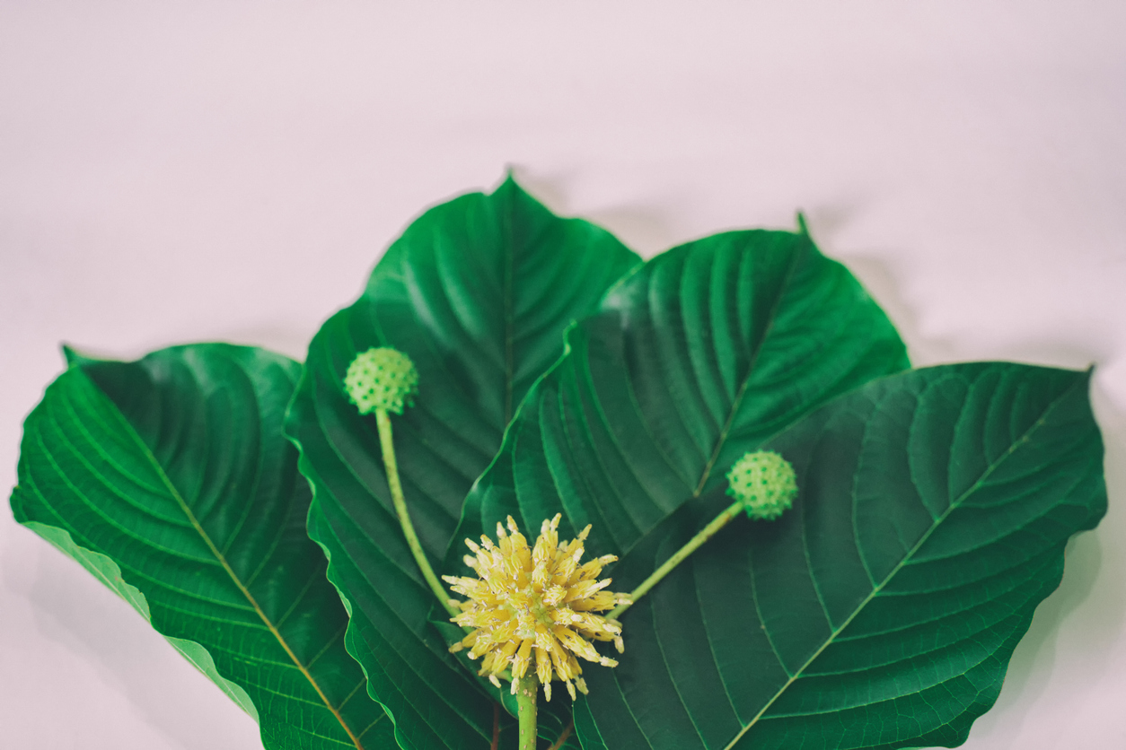 Bentuangie Kratom Guide: Origins, Aroma, and 2026 Buyer Tips