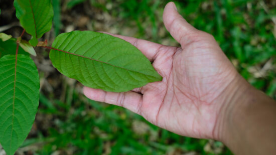 Super Indo Kratom in the hands of a farmer