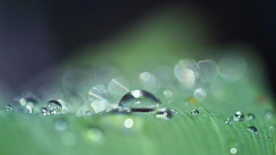 dew drops on a kratom leaf